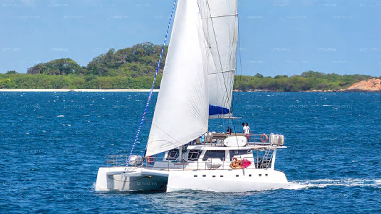 7 Hour whale watching cruise from Trincomalee