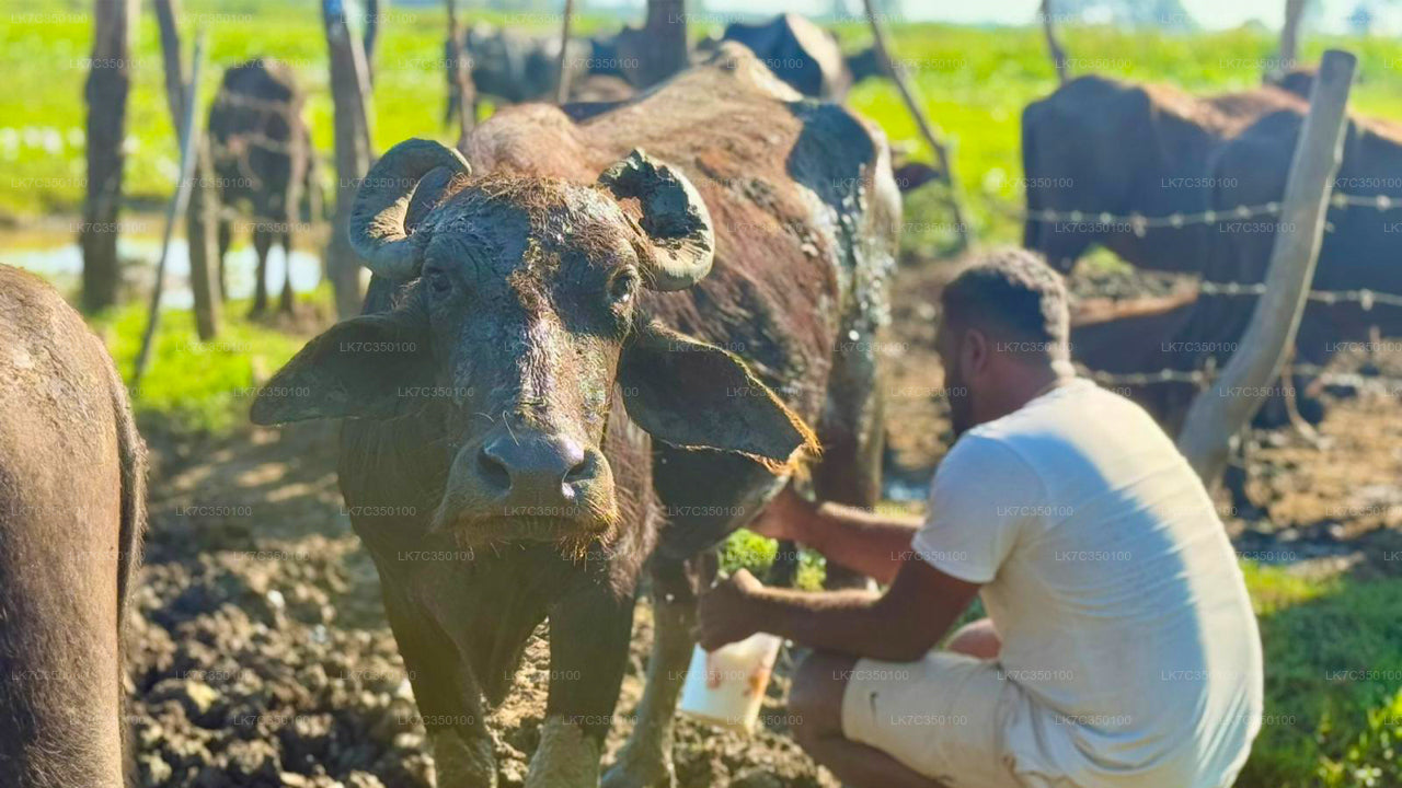 तिस्सामहाराम से दही प्रसंस्करण का अनुभव