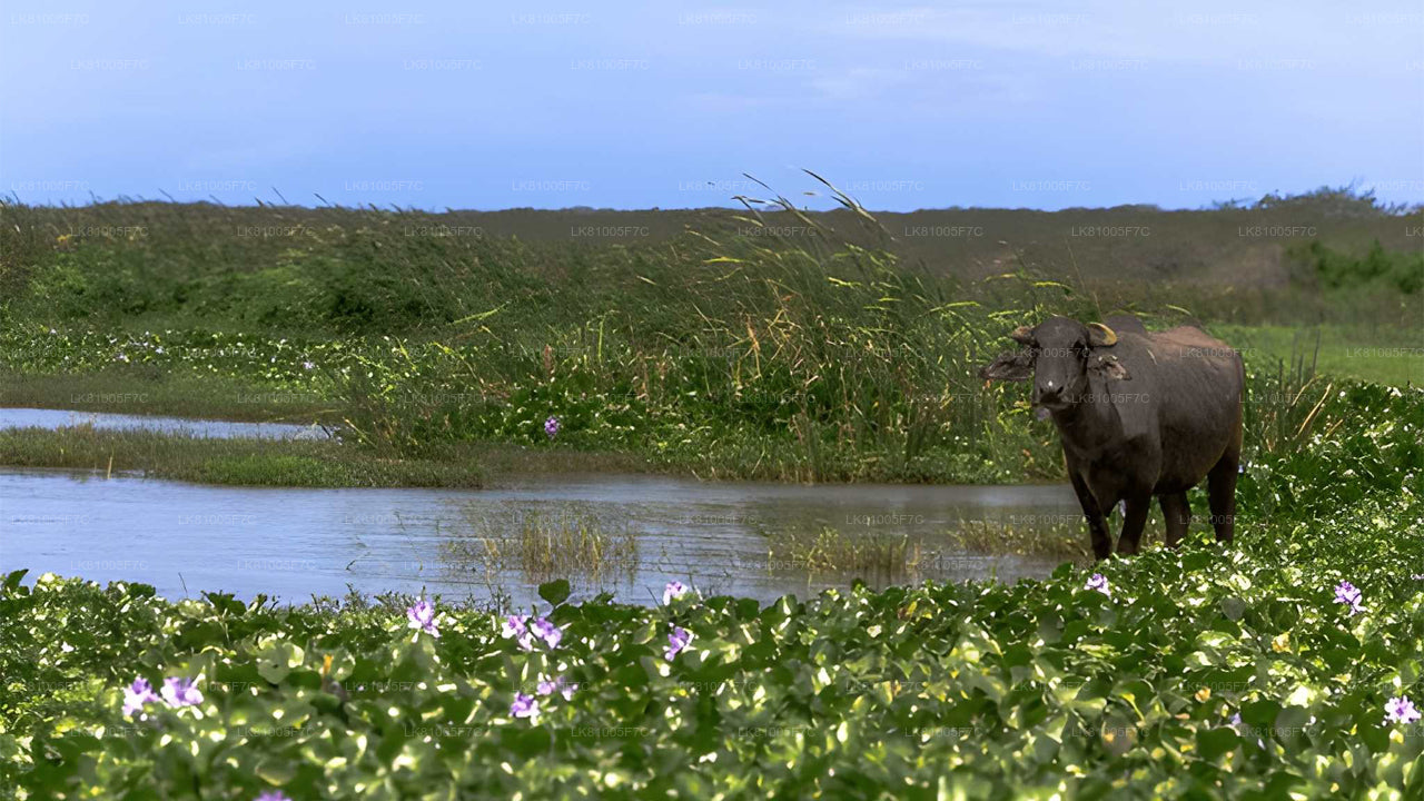 हंबनटोटा बंदरगाह से बुंडाला नेशनल पार्क सफारी