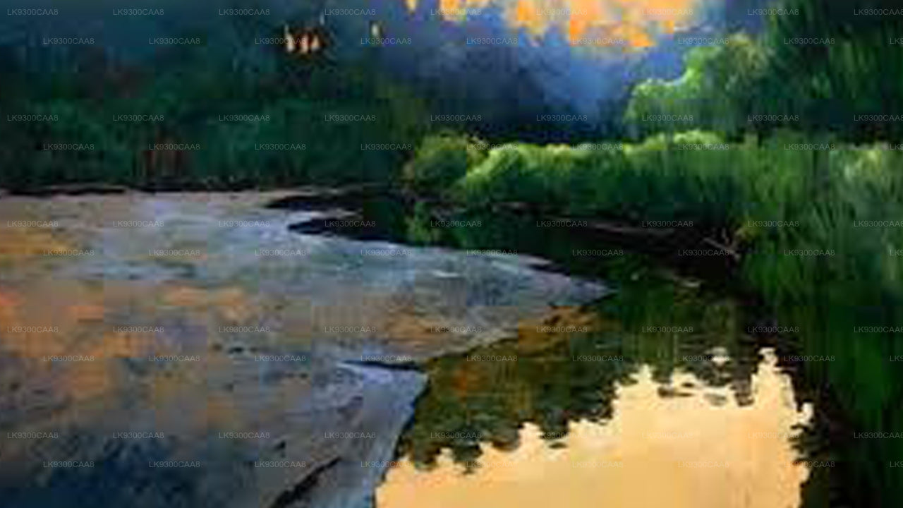 Paint Your Lagoon Experience from Negombo