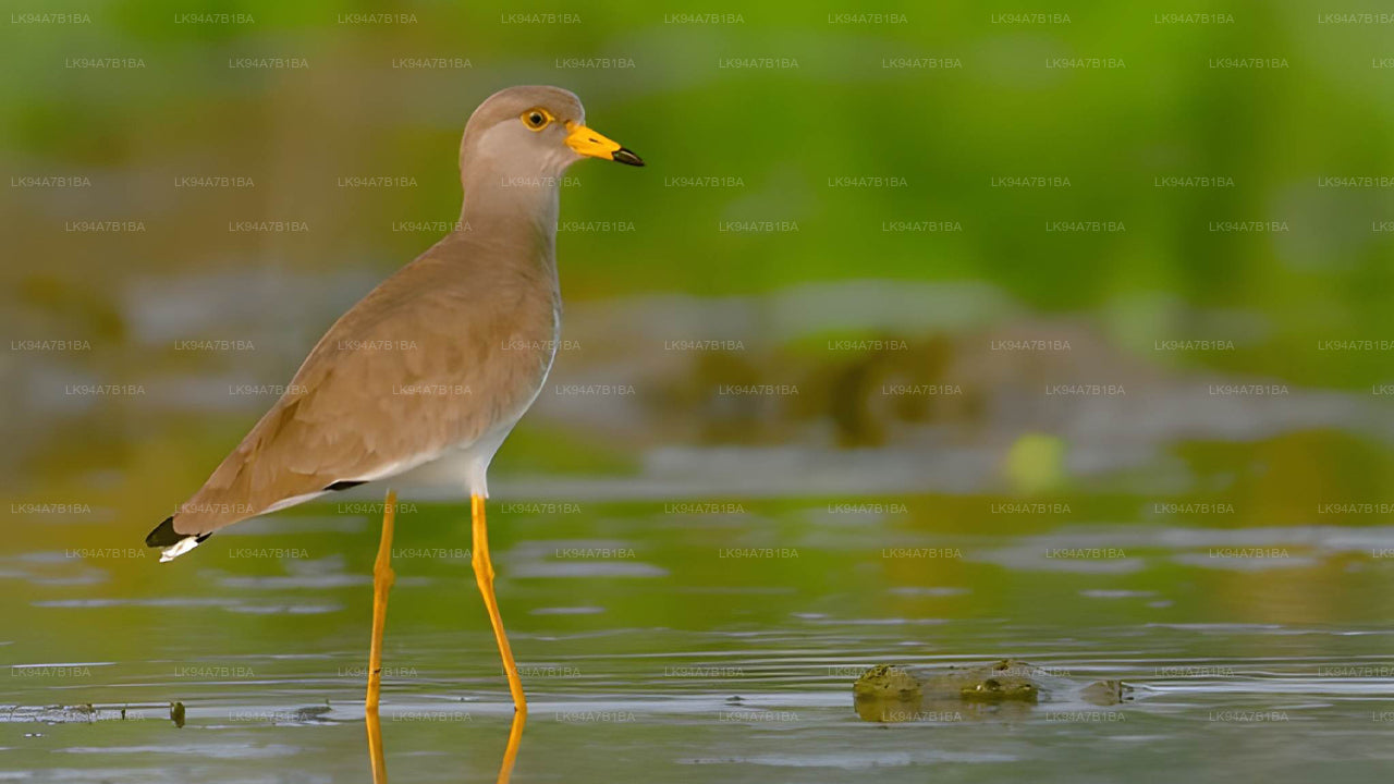 Gray-headed lapwing standing in water with a blurred green background