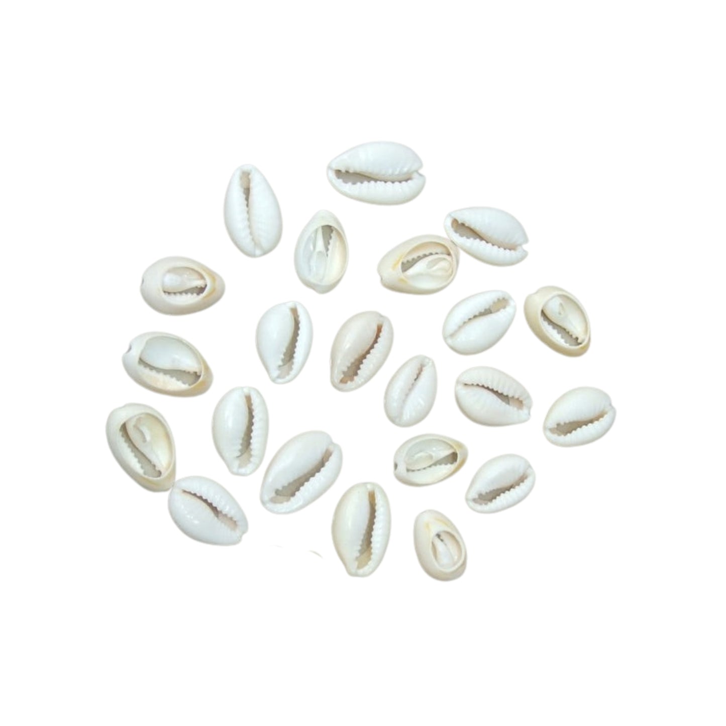 Lakpura® Sea Cowrie Shells