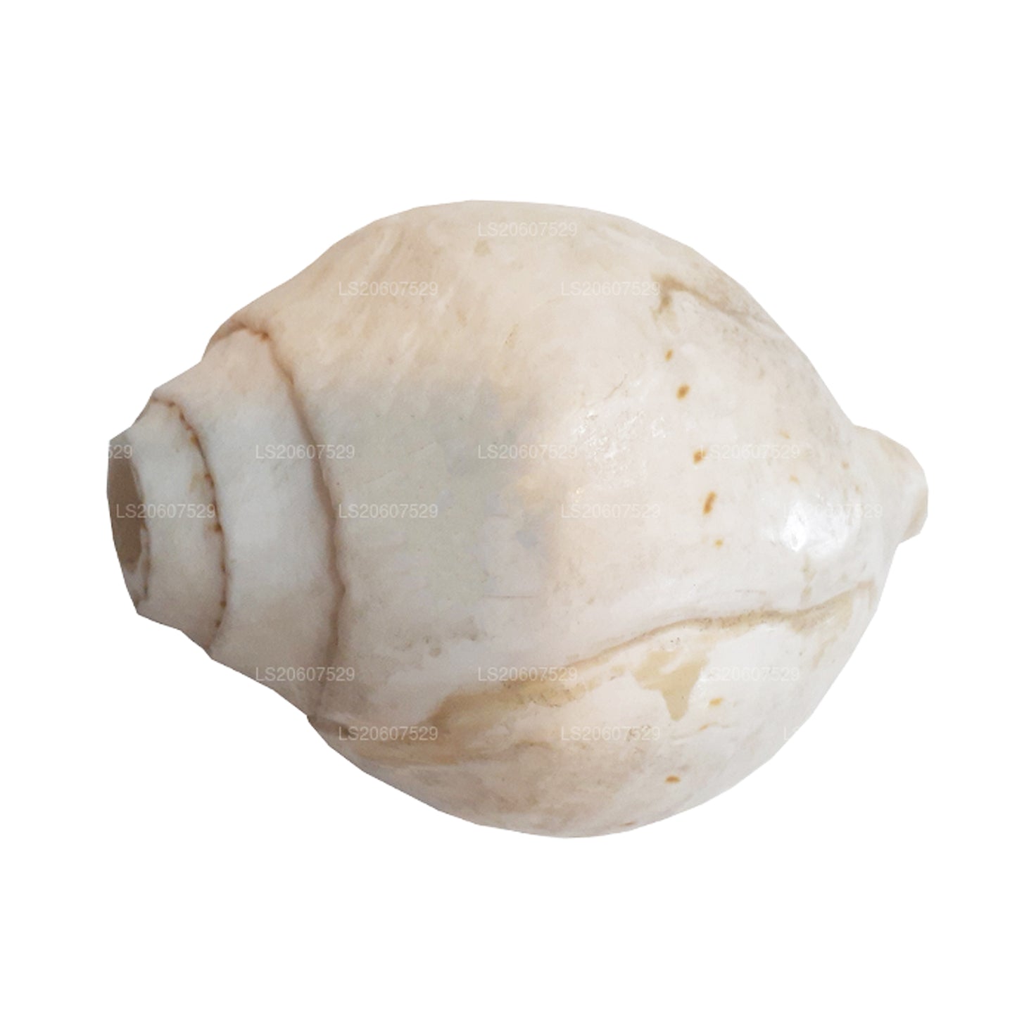 Lakpura® Shankha (Hakgediya)