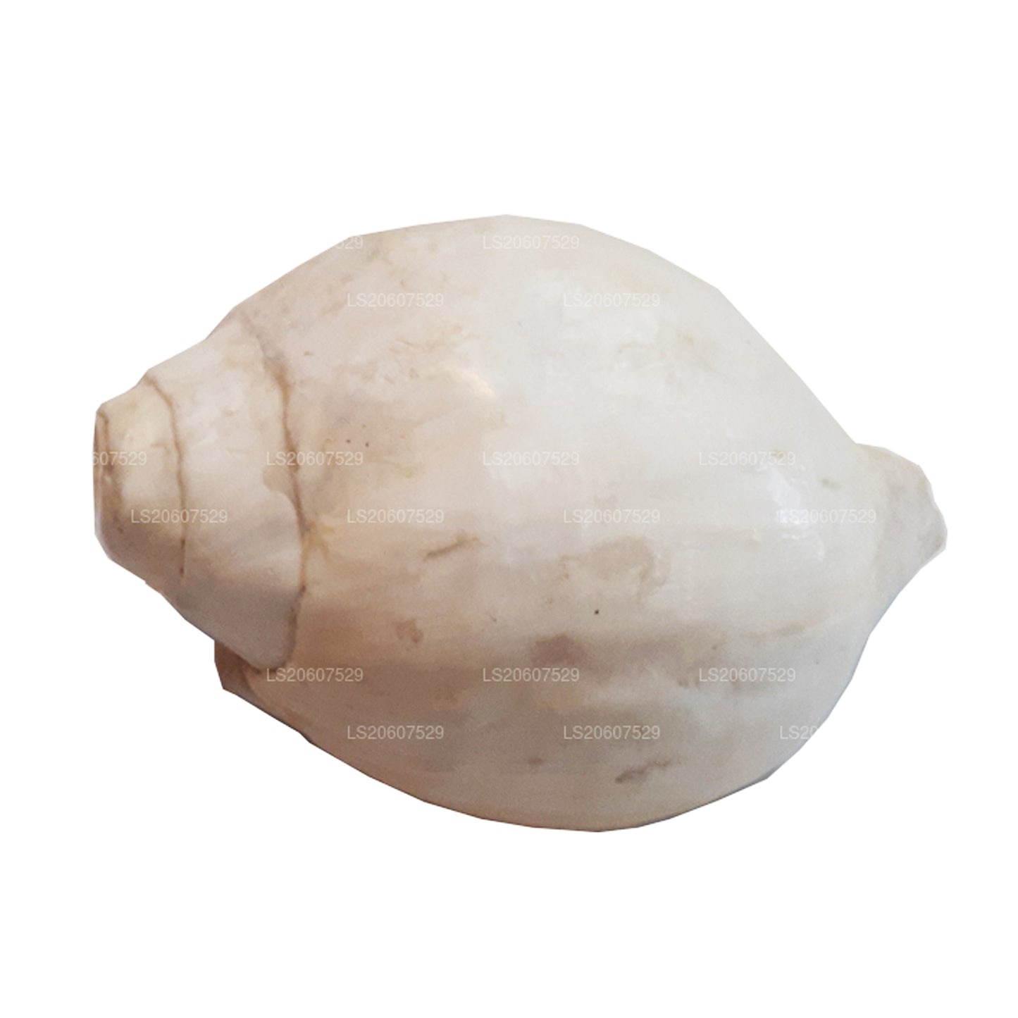 Lakpura® Shankha (Hakgediya)