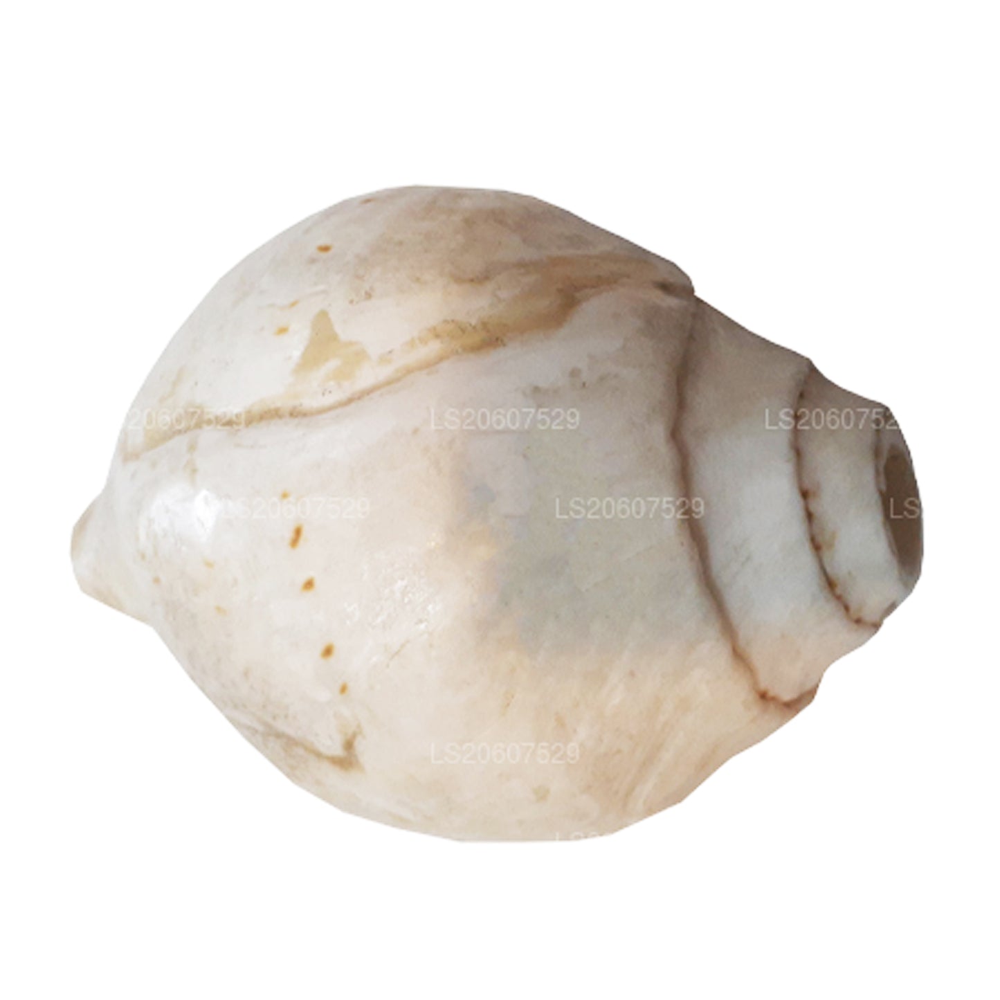 Lakpura® Shankha (Hakgediya)