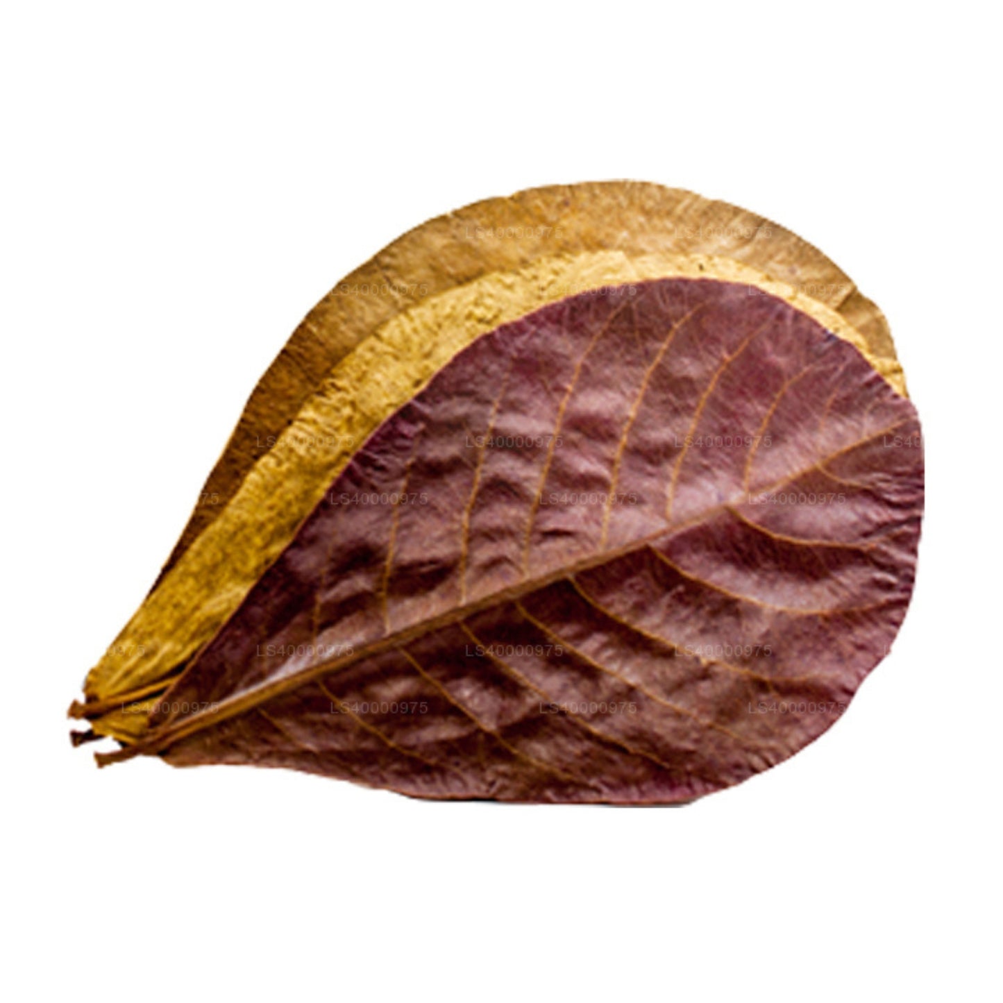 Lakpura® Wildcrafted Dehydrated Terminalia Catappa Leaves (Kottamba, Indian Almond) Pack