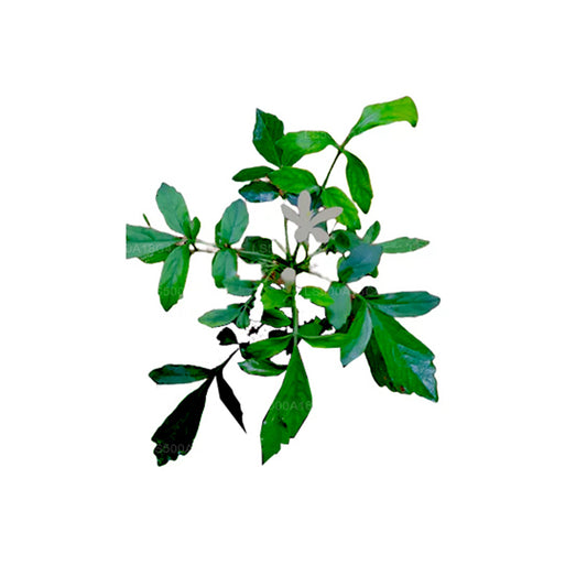 Lakpura Dehydrated Bin Kohomba (Munronia Pinnata) Whole Tree (100g)