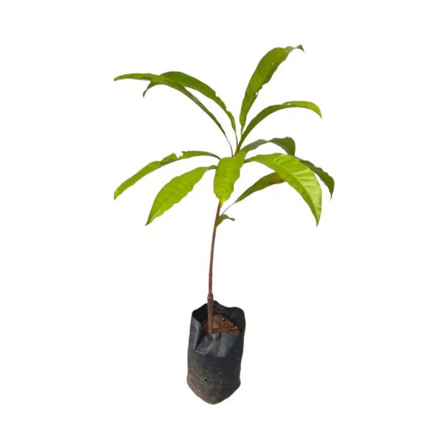 Lakpura® Sapote (Lavalu) Grafted Plant