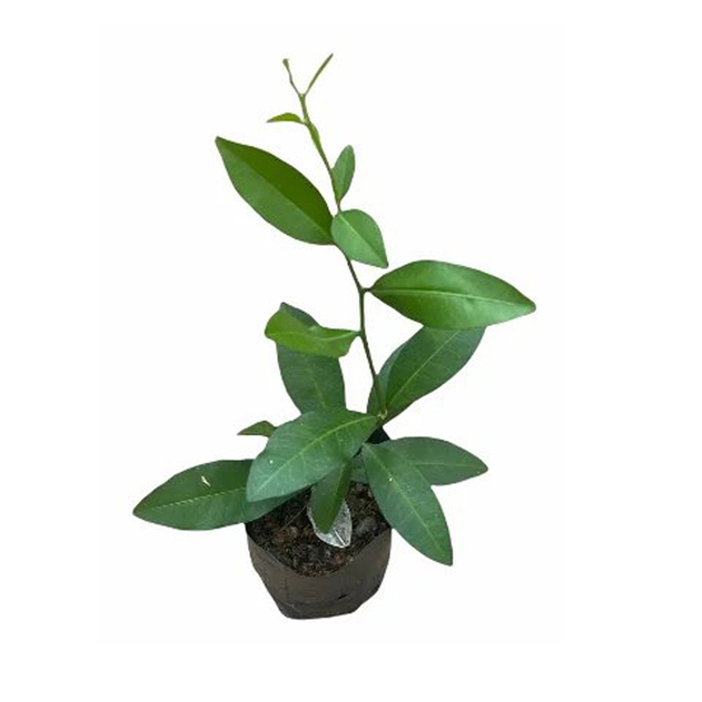 Lakpura Yaki Naran Plants