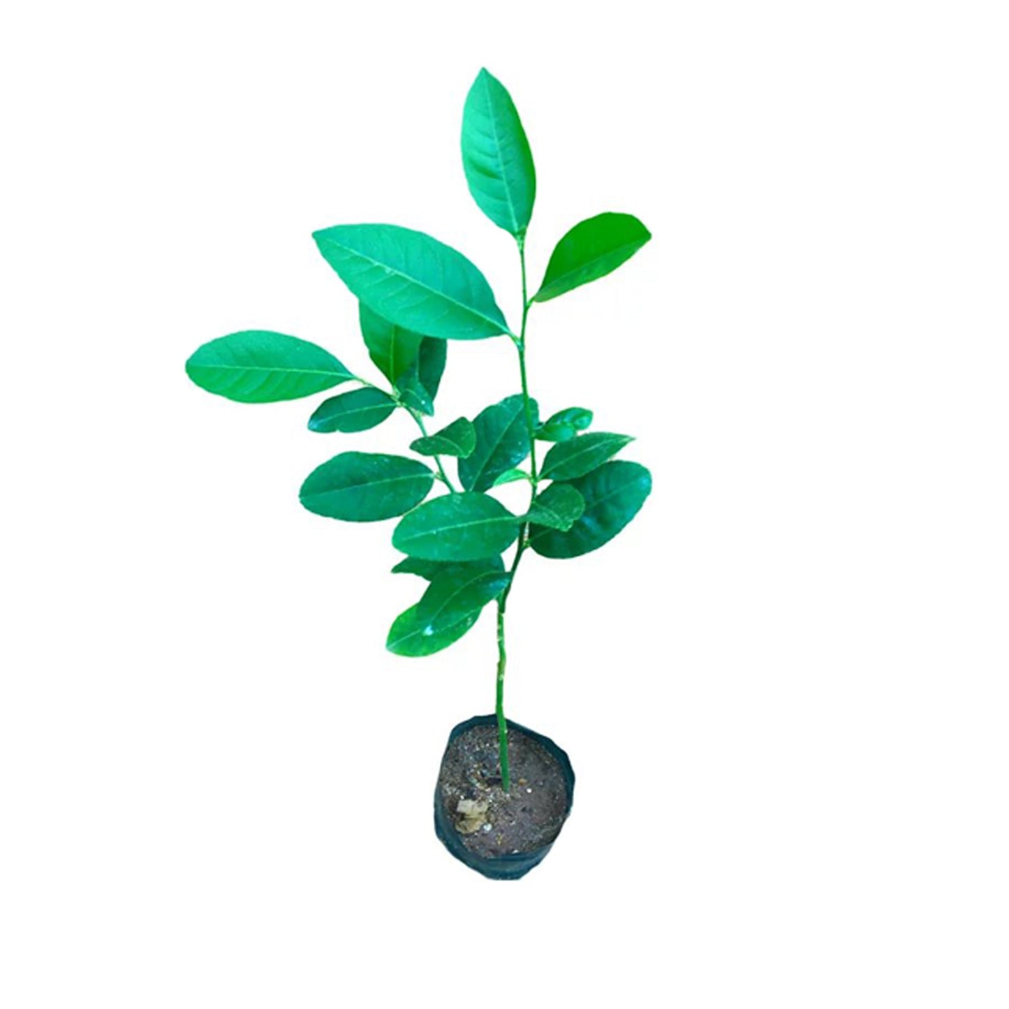 Lakpura Long Lemon Plant