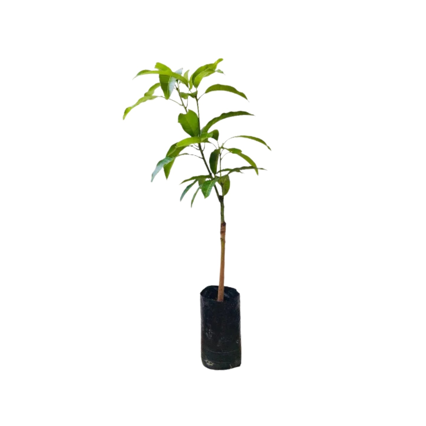 Lakpura® Alponsu Mango Grafted Plant