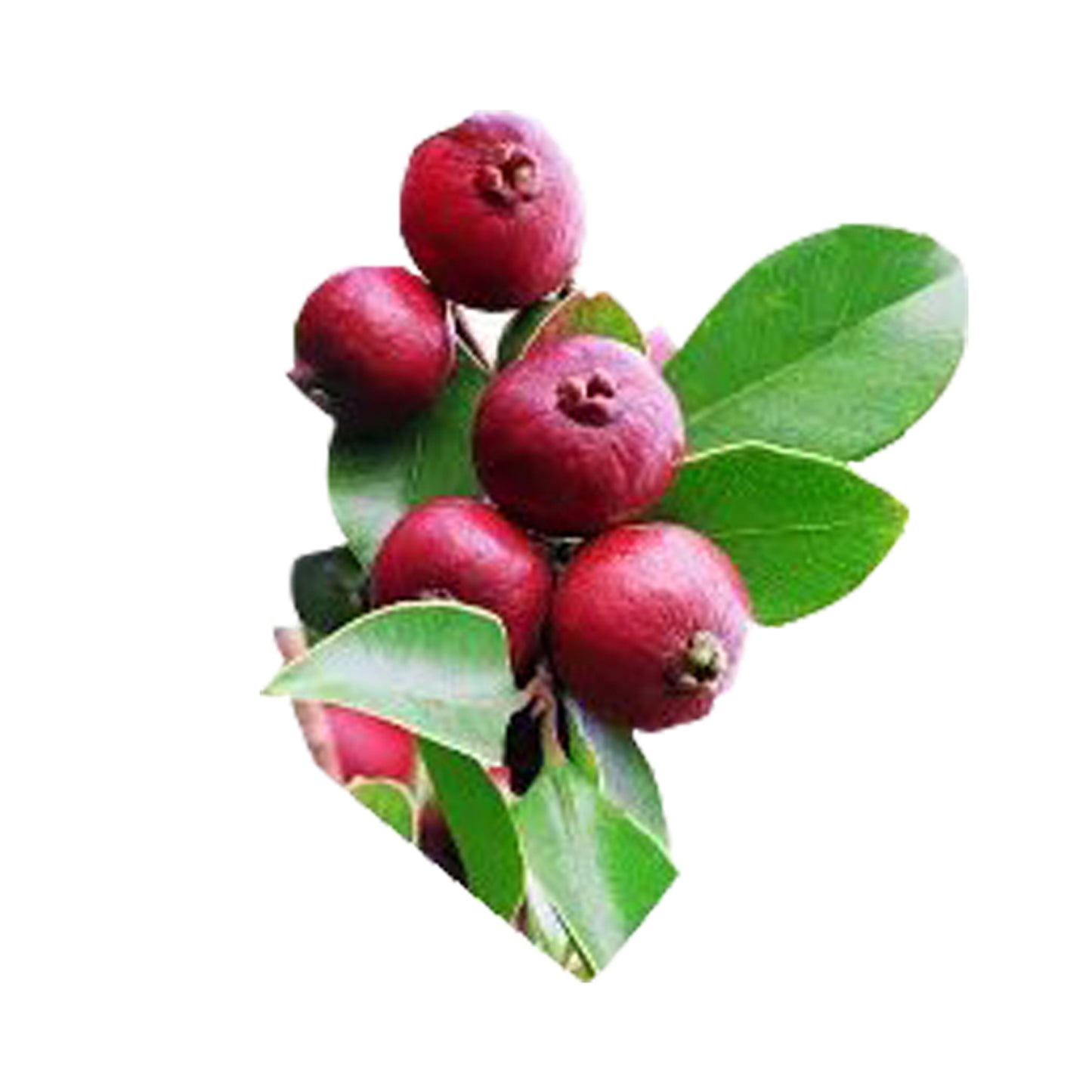Lakpura Red Chinese Guava Plant