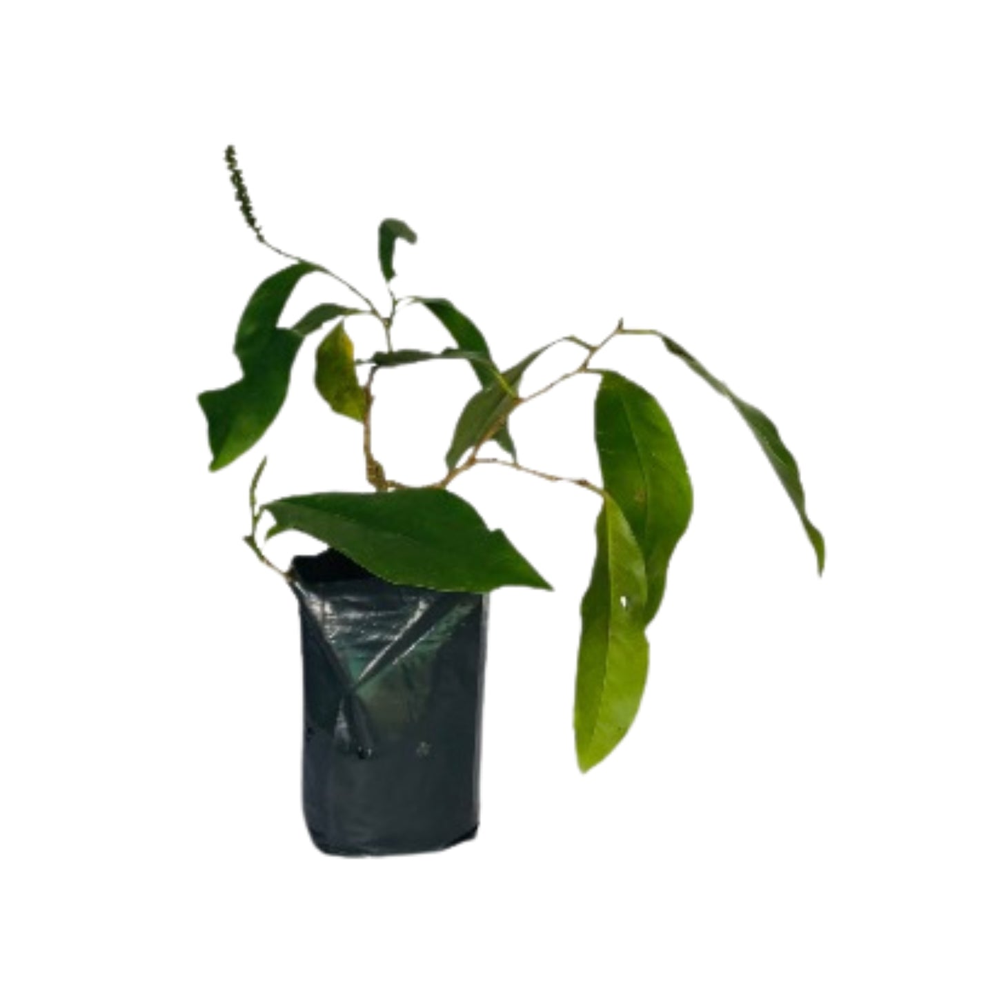 Lakpura Karawala Kaballa Plant