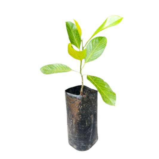 Lakpura Fatheralone Jackfruit Grafted Plant
