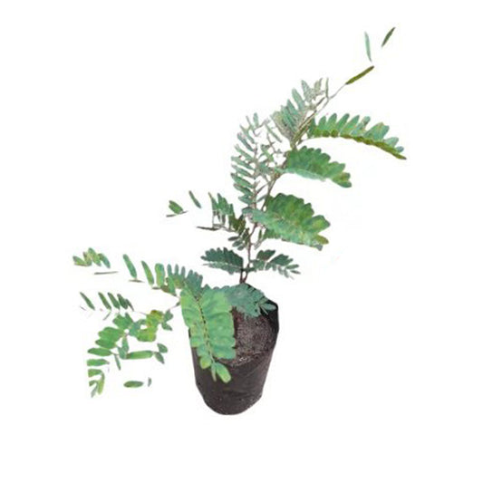 Lakpura Sweet Tamarind Grafted Plant