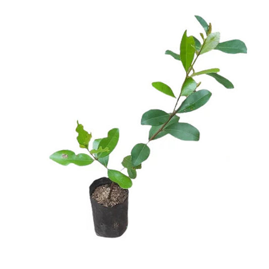 Lakpura Barbados Cherry Plant