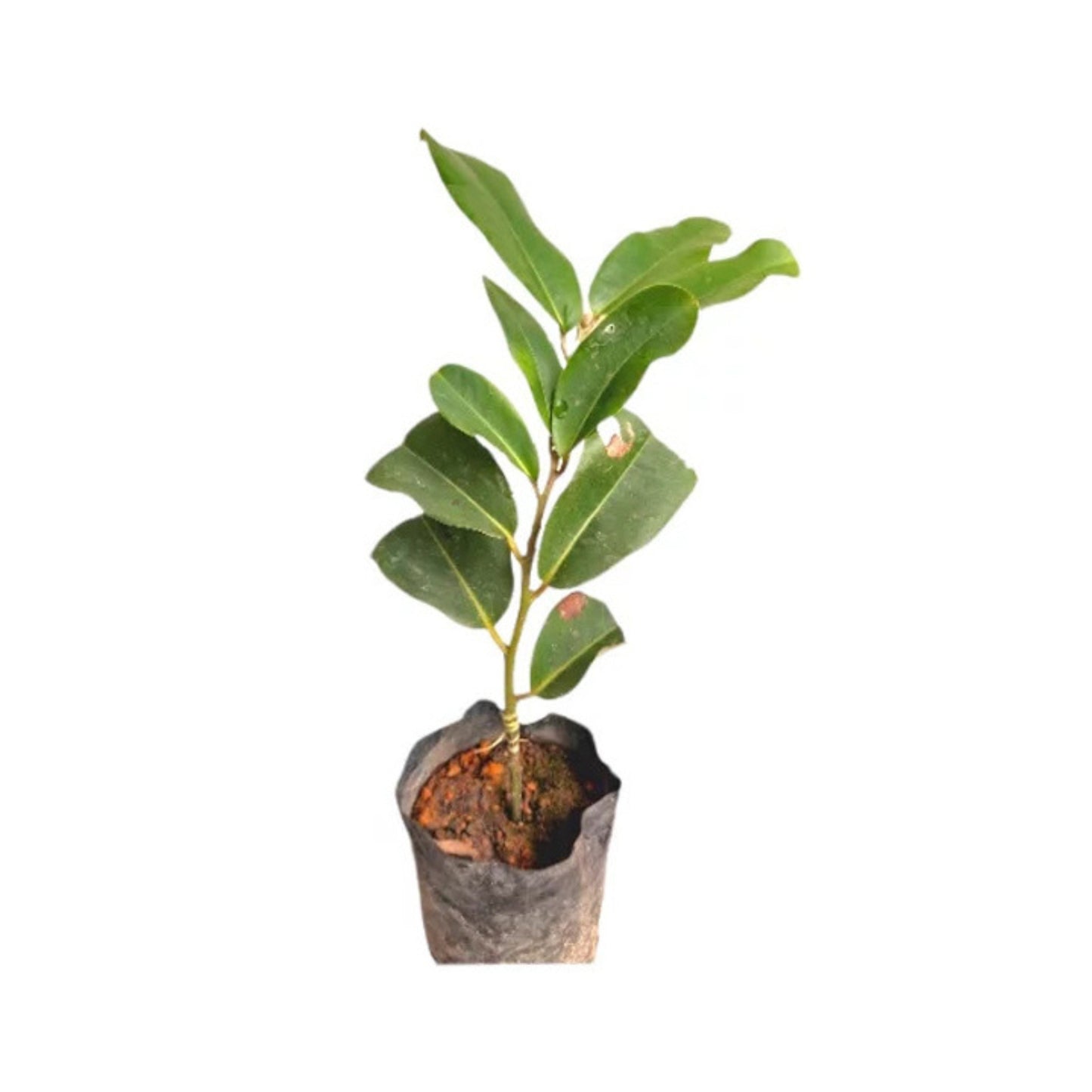 Lakpura® Velvet Apple Plant