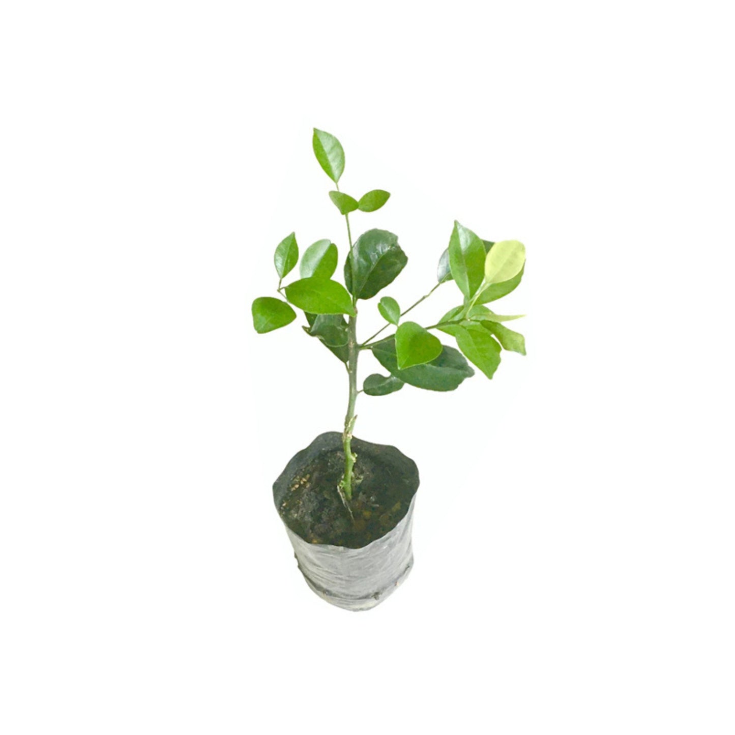 Lakpura® Heen Naran Grafted Plant