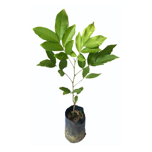 Lakpura Malaysian Budded Yellow Rambutan Fruit Plant