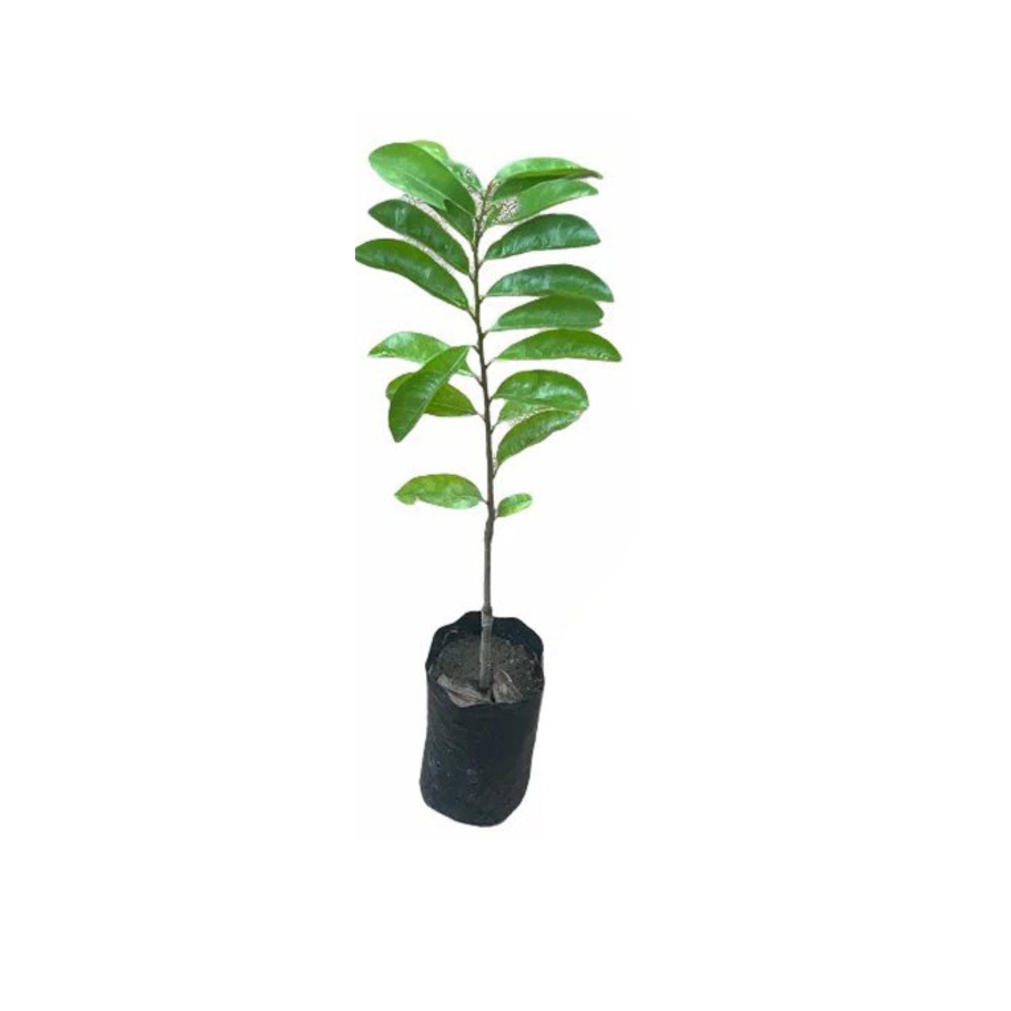 Lakpura Soursop (Katu Anodha) Layered Plant