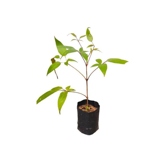 Lakpura® Chinese Chastetree (Kalu Nika) Plant