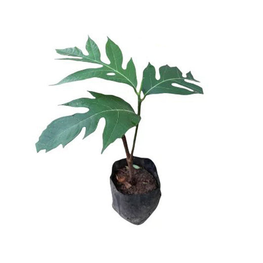 Lakpura Bread fruit Plant