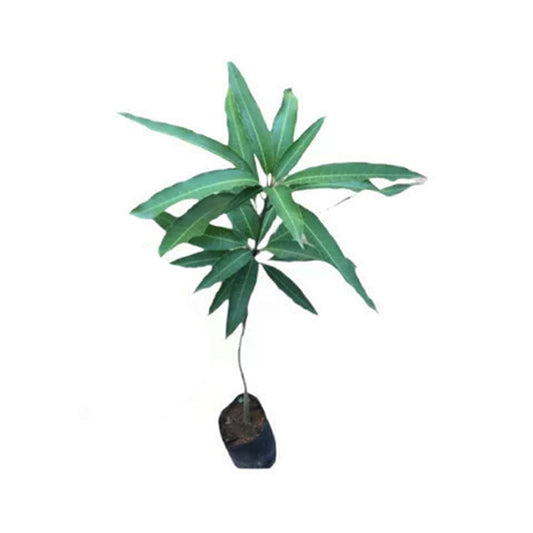 Lakpura® Dampara Mango Grafted Plant
