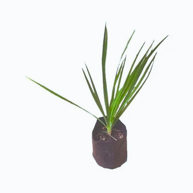 Lakpura Nira Leeks Plant