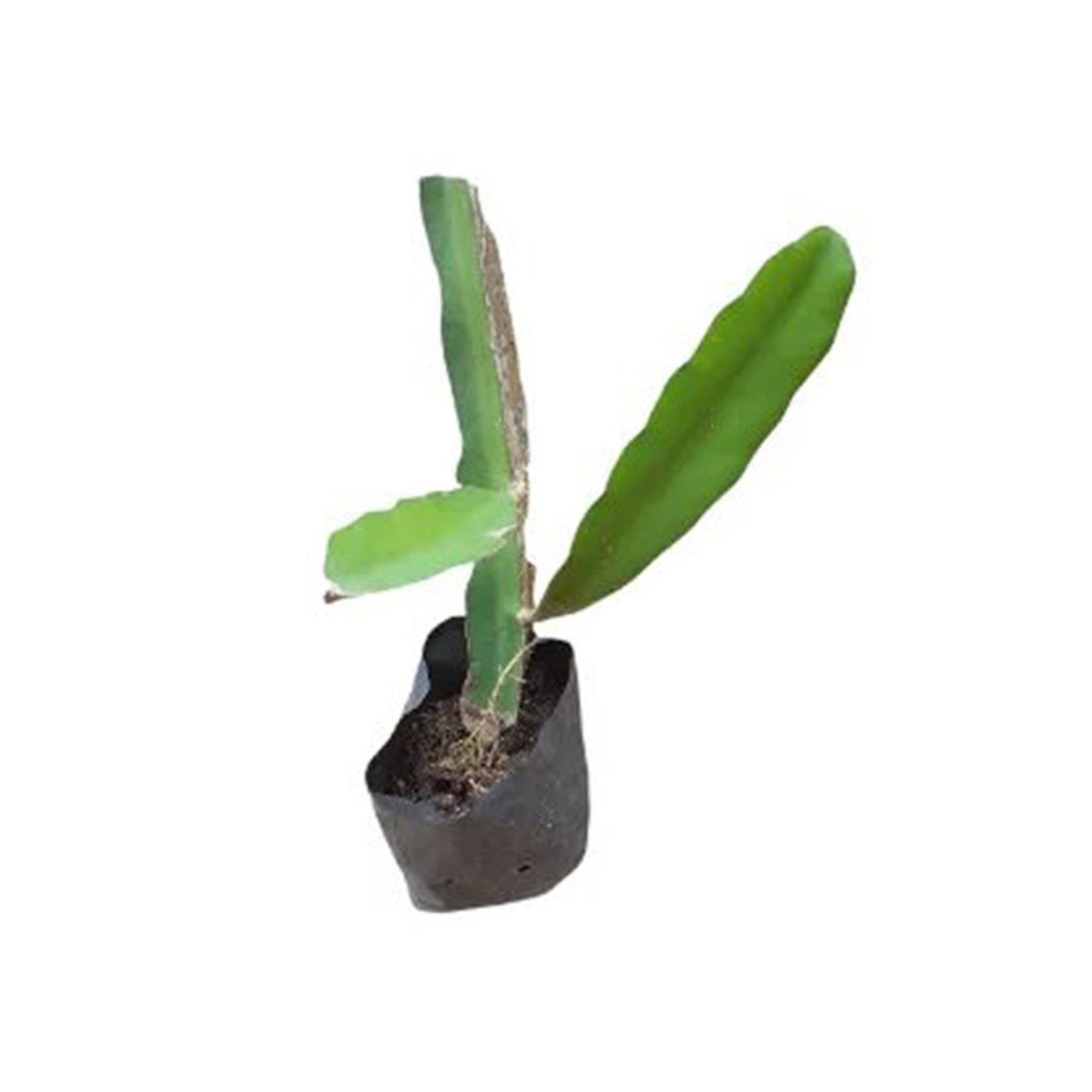 Lakpura® Dragon Fruit (White) Layered Plant