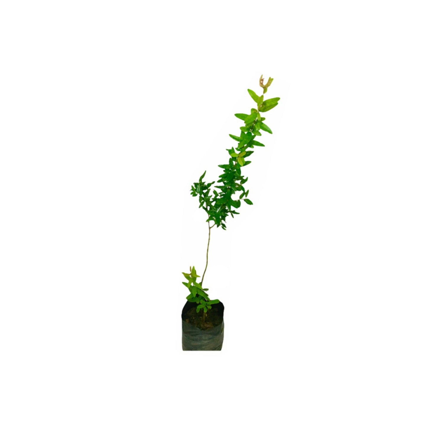 Lakpura® Nimali Pomegranate Plant