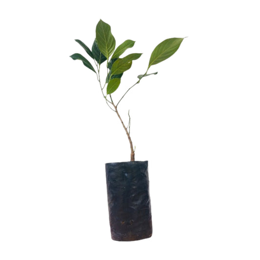 Lakpura Mandoor Jackfruit Plant