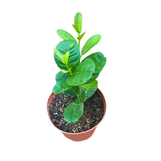 Lakpura Pumpkin Lemon Plant