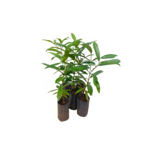 Lakpura® Allspice Plant