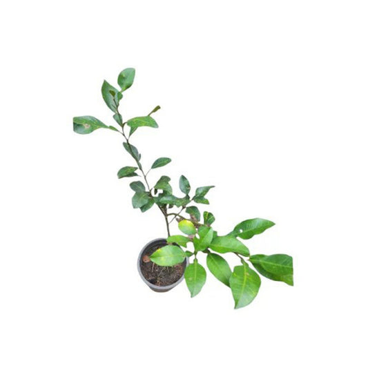 लकपुरा® थाई व्हाइट पोमेलो ग्राफ्टेड प्लांट