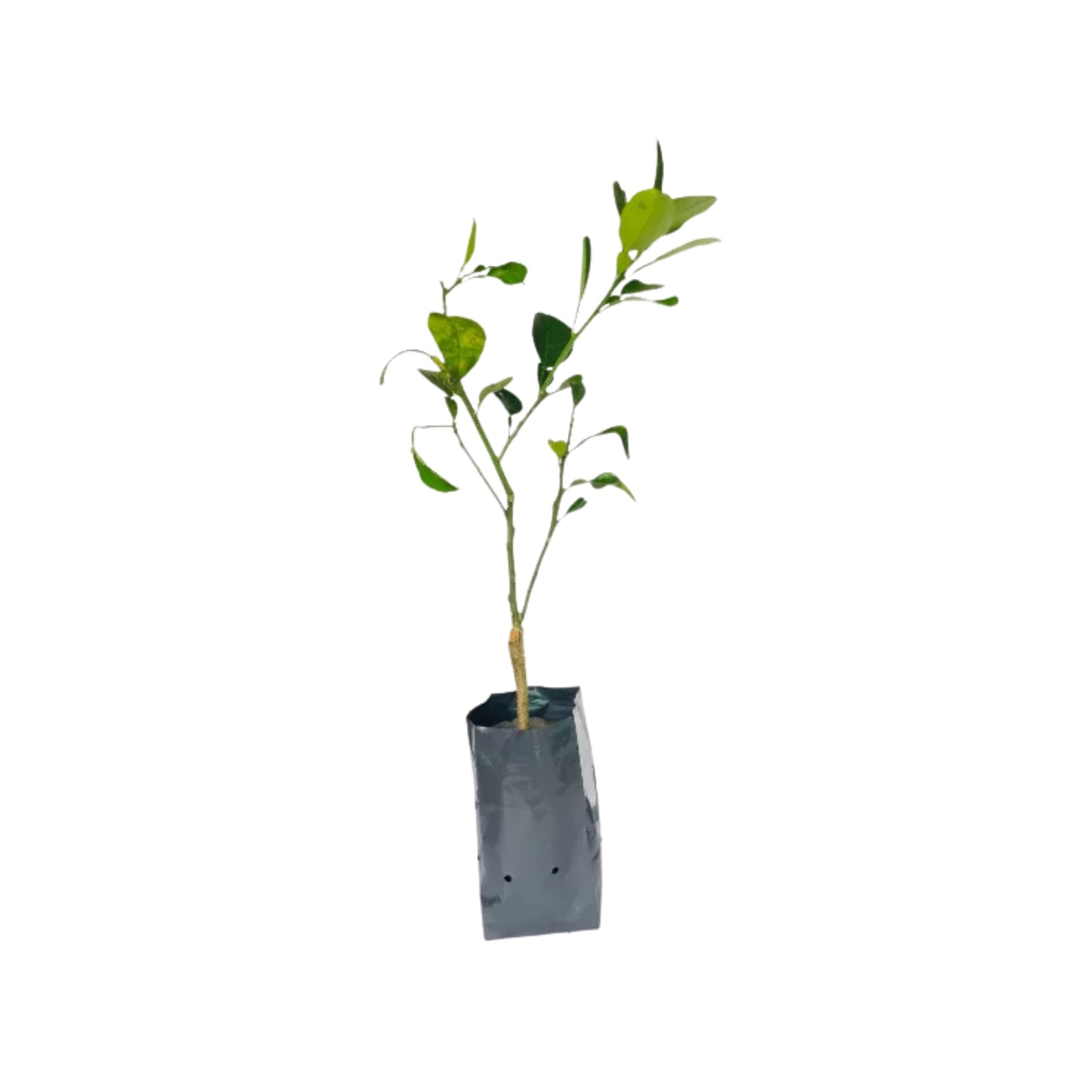 लकपुरा® थाई व्हाइट पोमेलो ग्राफ्टेड प्लांट