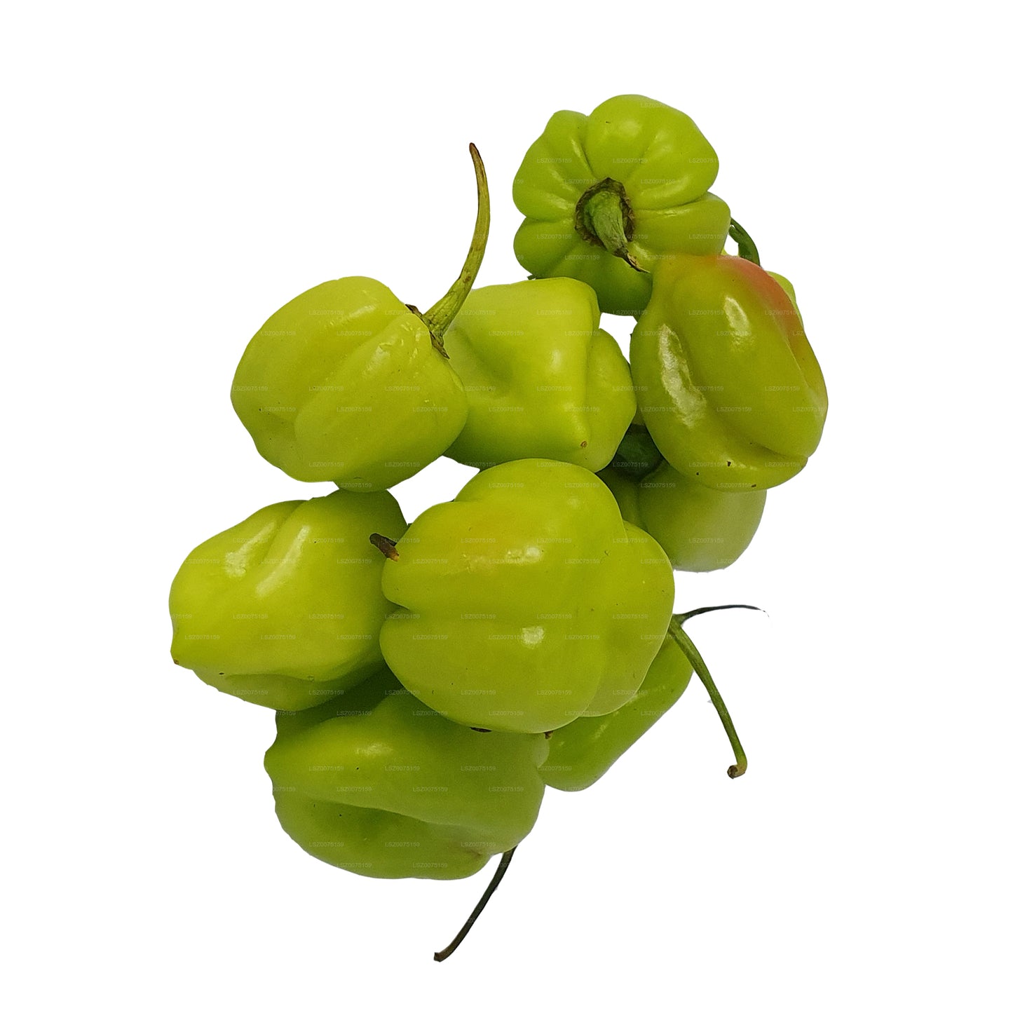 Lakpura® Scotch Bonnet (Nai Miris)