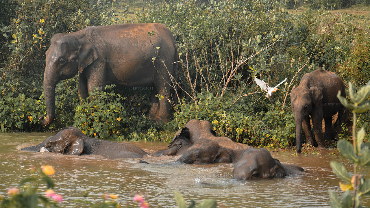 कोलंबो से उदावलावे और गाले (2 दिन)