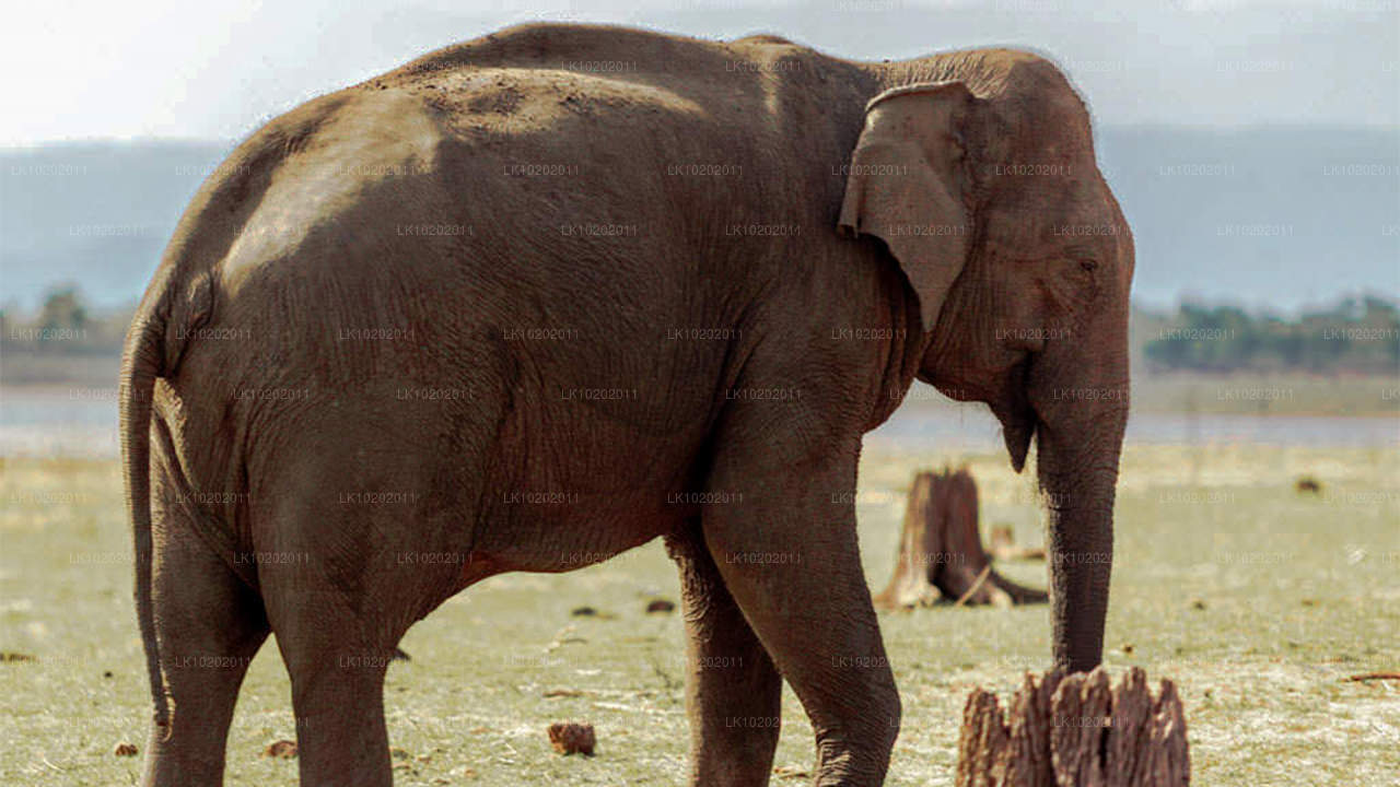 कोलंबो से सिगिरिया और मिनेरिया (2 दिन)