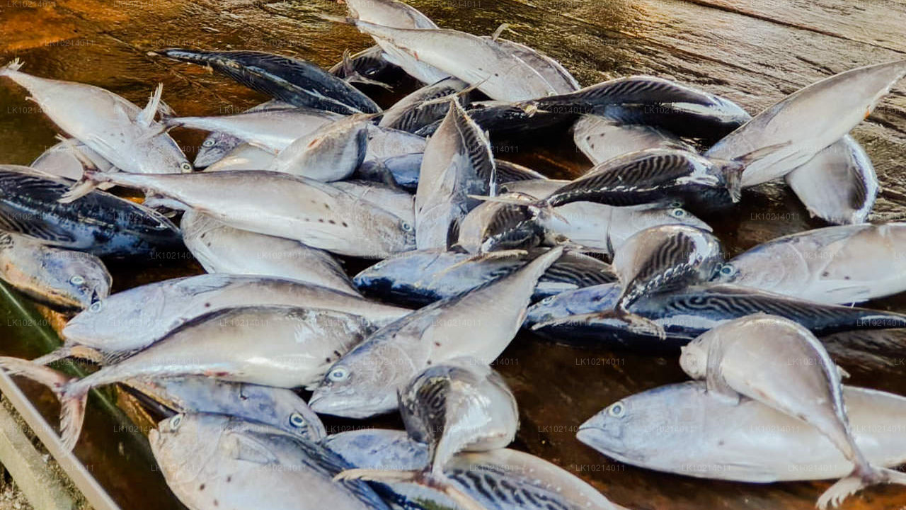 बेंटोटा से अहंगामा और मिरिसा (2 दिन)