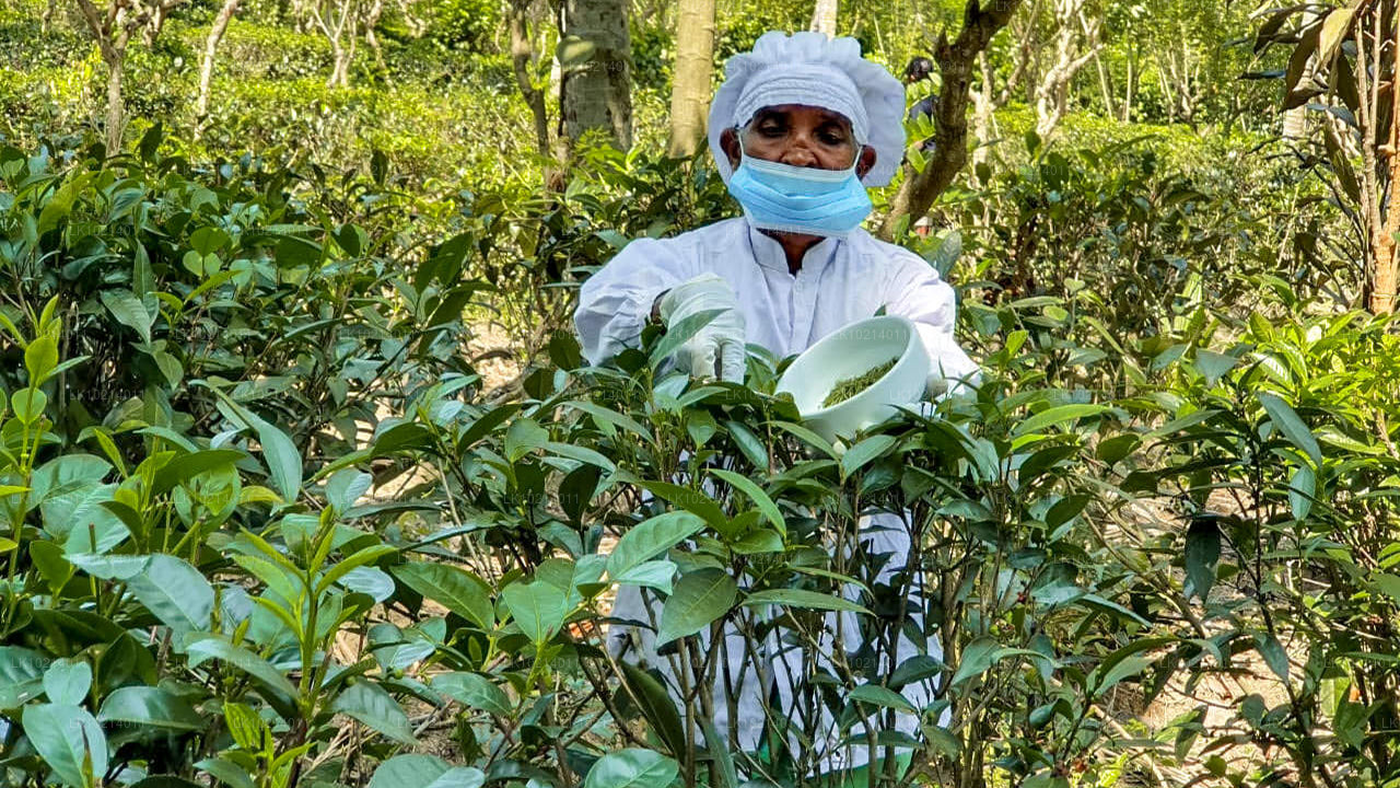 बेंटोटा से अहंगामा और मिरिसा (2 दिन)