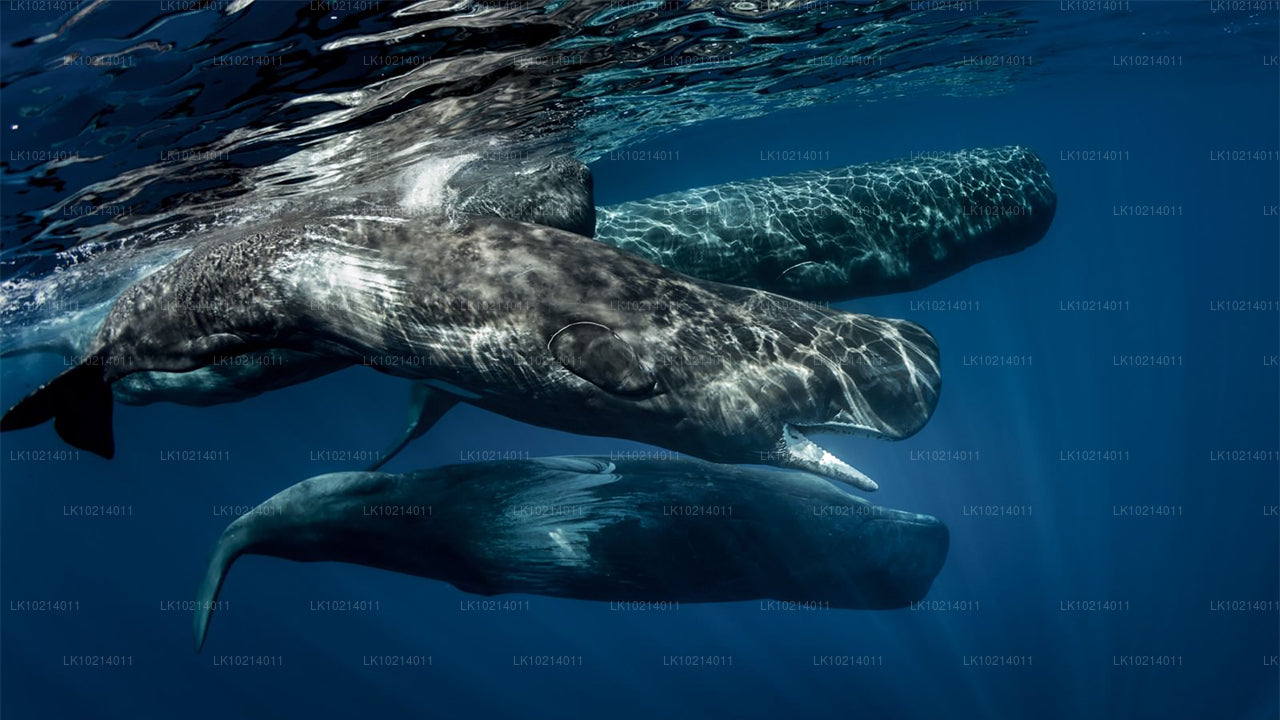 बेंटोटा से अहंगामा और मिरिसा (2 दिन)