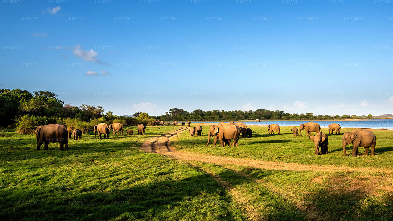 कैंडी से सीलोन का लोकाचार (2 दिन)