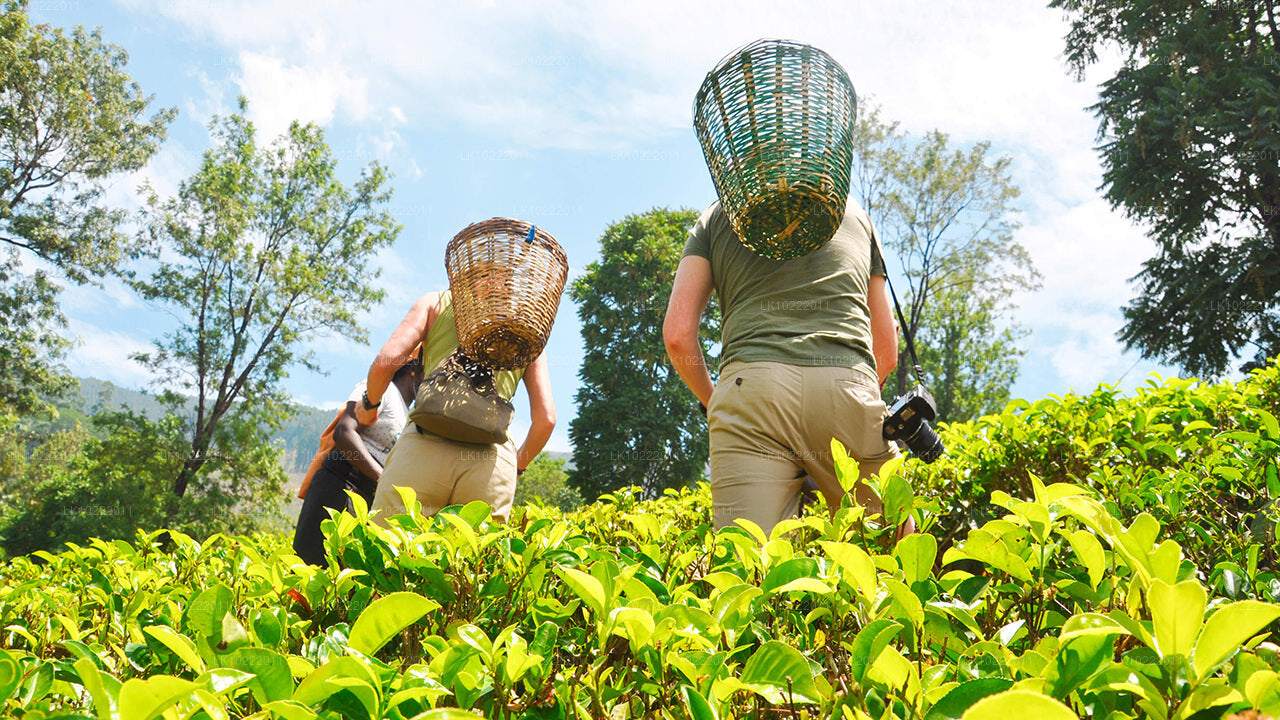 कैंडी से हाईलैंड ग्लोरी (2 दिन)