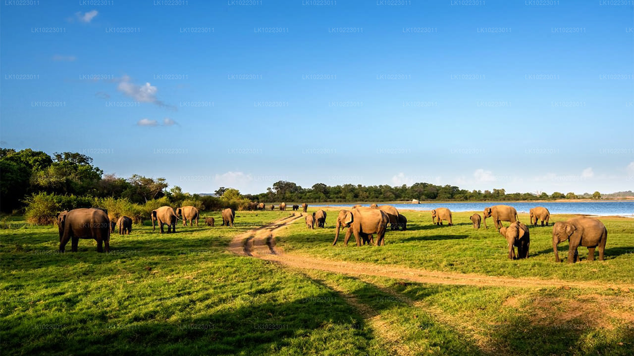 नेगोंबो से सिगिरिया और मिनेरिया (2 दिन)