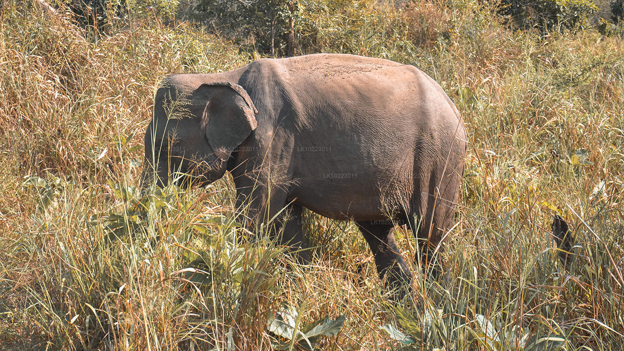 नेगोंबो से सिगिरिया और मिनेरिया (2 दिन)