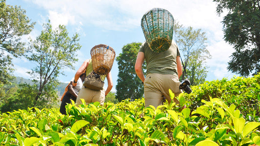 नेगोंबो से नुवारा एलिया (2 दिन)