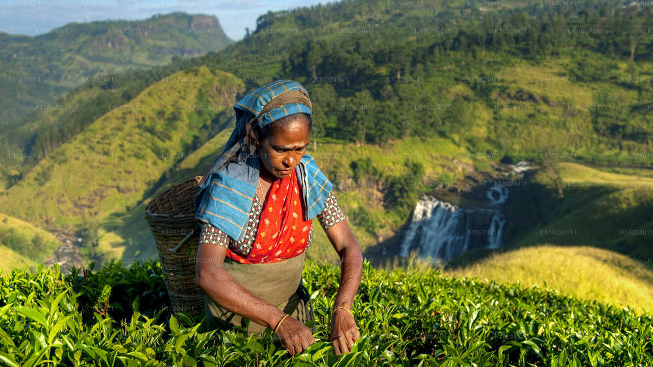 नेगोंबो से नुवारा एलिया (2 दिन)