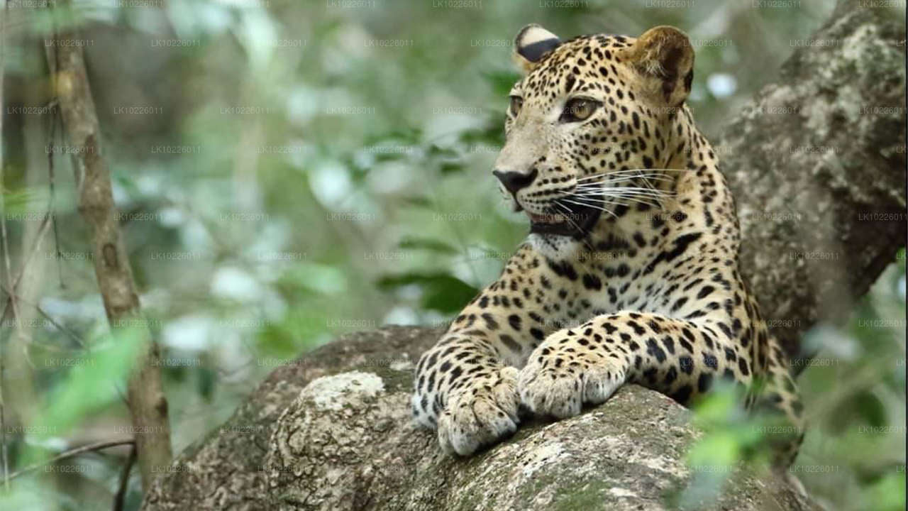 नेगोम्बो से मंदिर और जंगल (2 दिन)