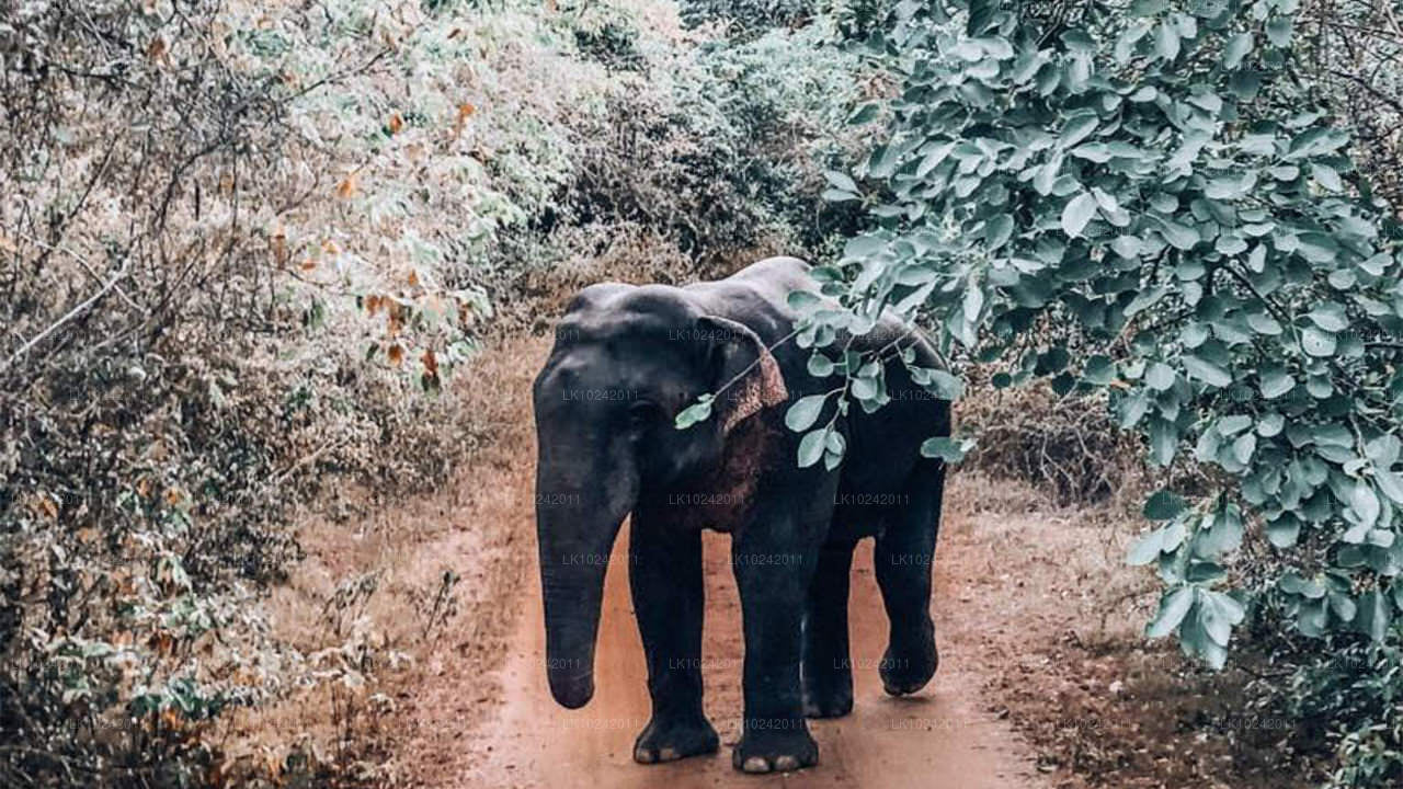 कोलंबो के प्राचीन आश्चर्य (2 दिन)