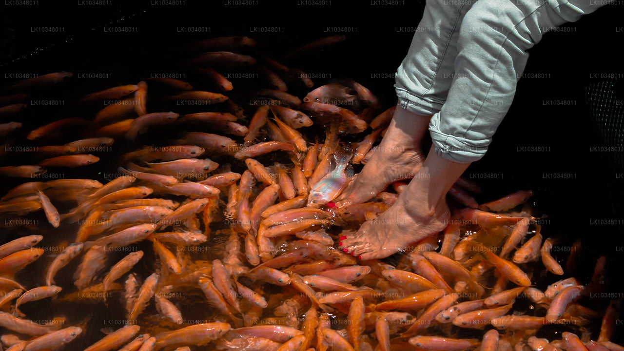 आरामदायक श्रीलंका (3 दिन)